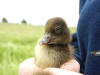 Tuffted Duck Pulli - Caught with Fleyg Net - Lower Derwent Valley NNR 28/06/2003