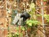 Large Feast Feeder with Starling - A01101