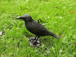 Starling with Legs - DEC-STARL-02