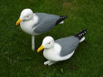 Decoy Gulls - Standing DEC-GULL-01 and Floating DEC-GULL-02
