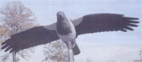 Hooded Crow Flying - DEC-HOOCR-02